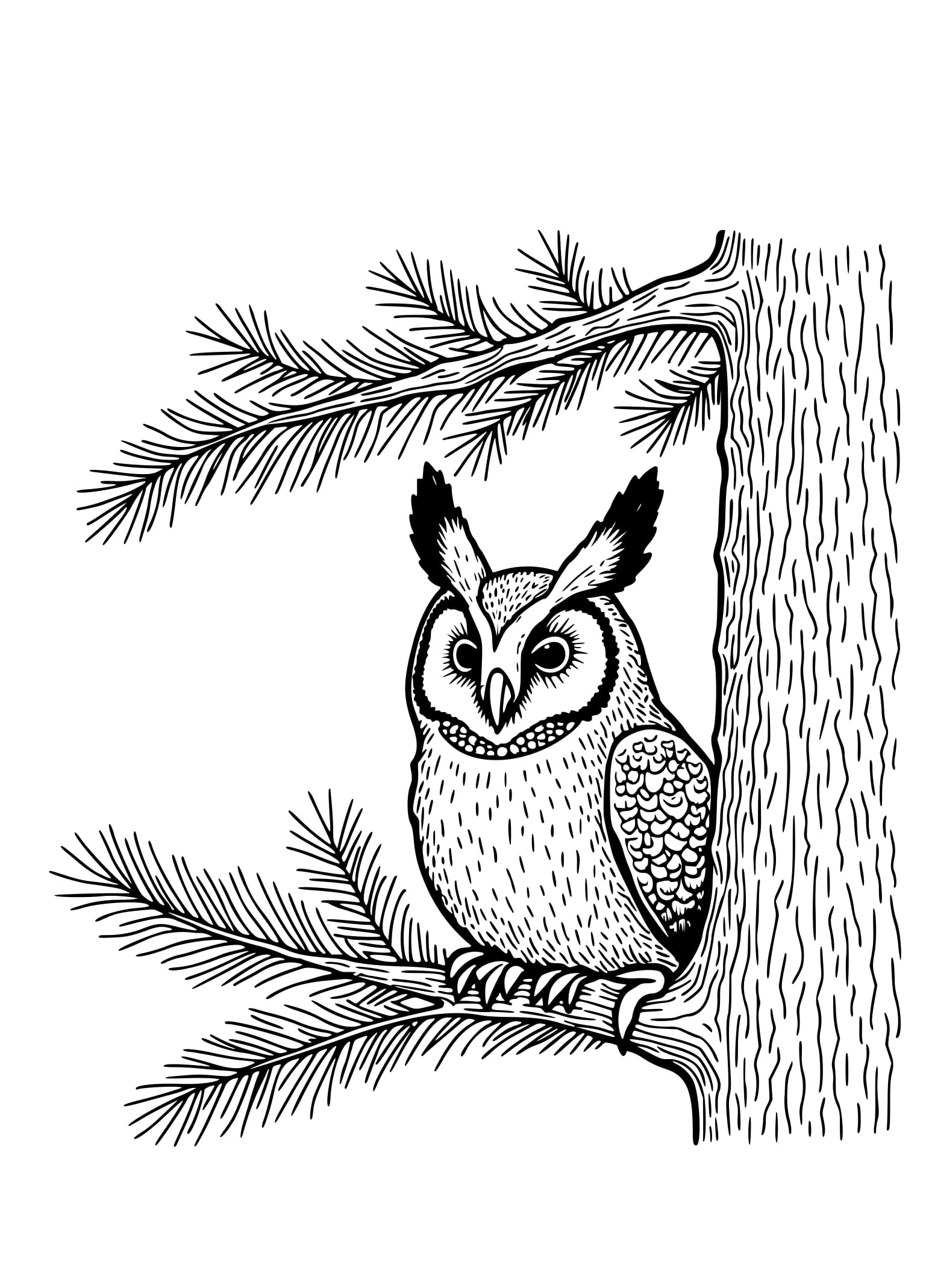 Desenho Coruja Orelhuda em um Abeto Colorir